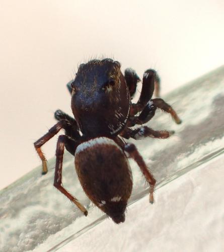 Heliophanus tribulosus